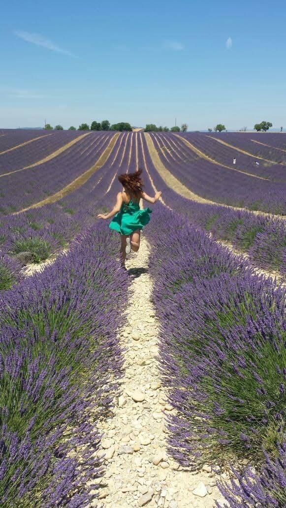 Lavender fields stretching to horizon